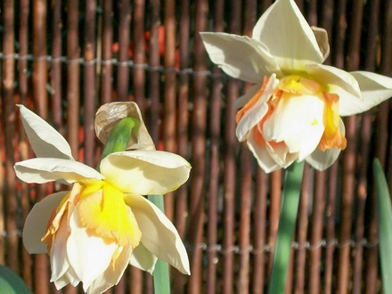 11_3_10.jpg (narcissus replete)