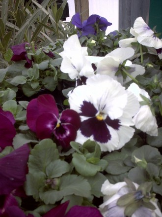 Pansies