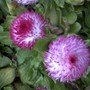 Pict0023_3