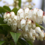 pieris - variety inknown