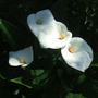 Arum Lilly
