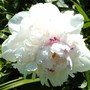 Yard_pictures_219