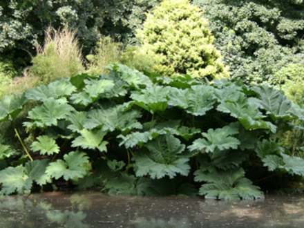 temple noewsome house in leeds (gunnera)