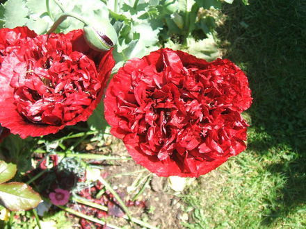 Red Poppies