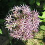 Garden_june_2007_028