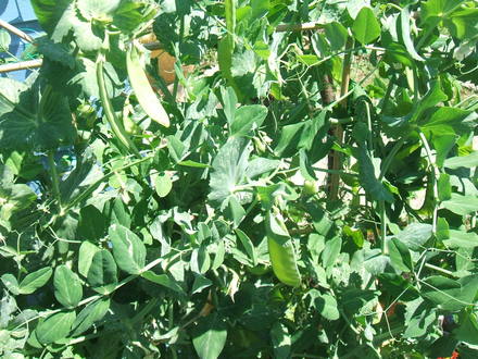 Mangetout are growing