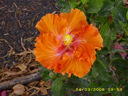 A garden flower photo