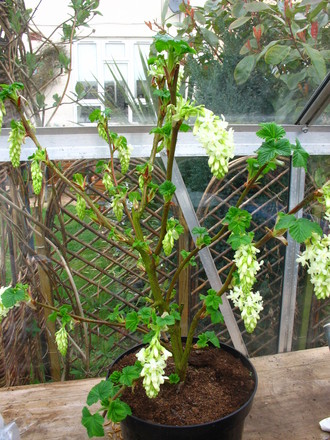 White ribes