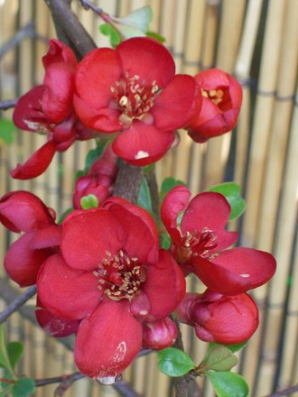 In Bloom 