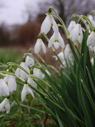 Snow drops