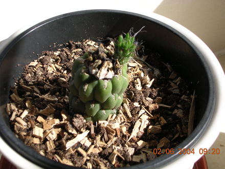 O..SUBULATA