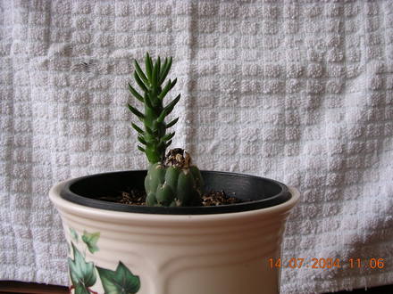 O...SUBULATA