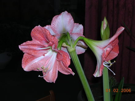 DSCN0485.jpg