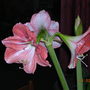 Dscn0485
