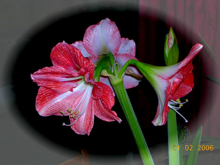 FSCN0491.jpg