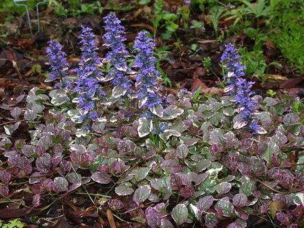 Ajuga Arctic Frost (Ajuga reptans 