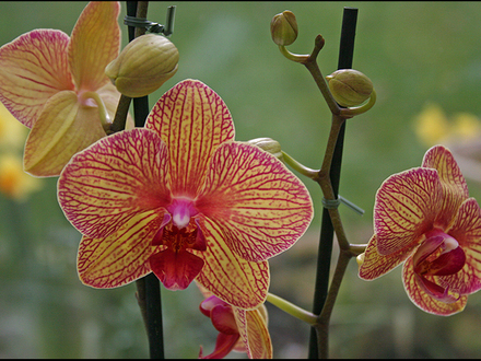 Orchid (Phalaenopsis) (Phalaenopsis)