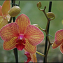New-flowers-060
