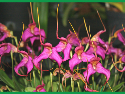 Orchid