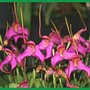 Orchid-1