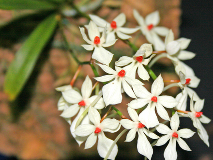 Orchid