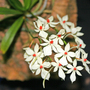 Orchid-10