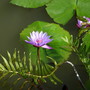 Water Lily Caribbean