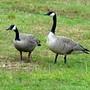 Yard_pictures_039