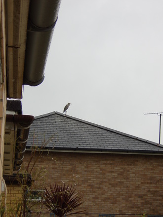 beware of the herons