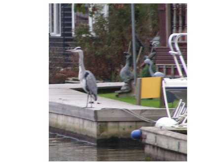 heron feeding next to a plastic heron