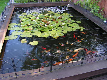 our very large pond june/july 2007
