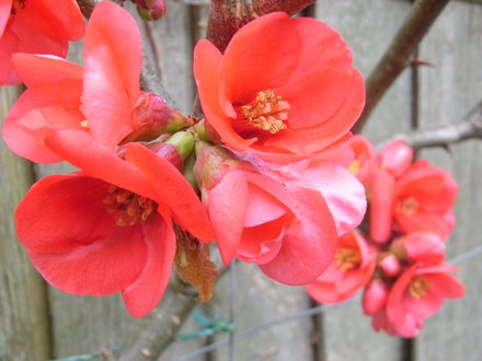 Chaenomeles. (Chaenomeles japonica (Japonica))