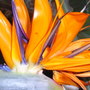 Strelitzia Reginae. (Strelitzia reginae (Bird of paradise))
