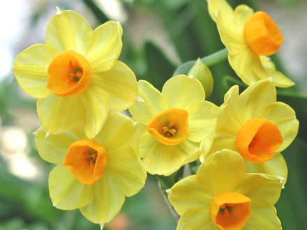 Narcissus (Narcissus)