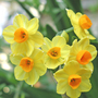 Narcissus (Narcissus)