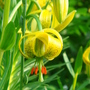 Close up of Turk's-Cap Lily - June 2007. (Lilium pyrenaicum)