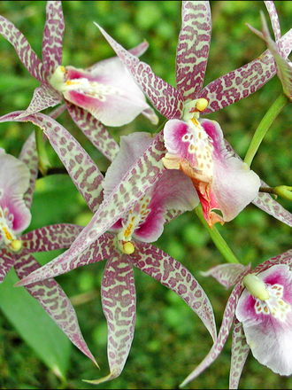 Orchid