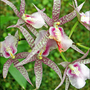 Orchid-17