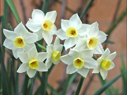 PaperWhites (Narcissus) (Narcissus)