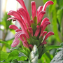 Pink-flower