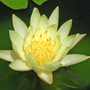 Waterlily-5