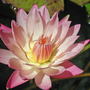 Waterlily-7