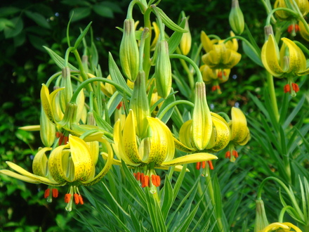 Turk's-Cap Lily in full bloom - June 2007. (Lilium pyrenaicum)