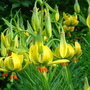 Turk's-Cap Lily in full bloom - June 2007. (Lilium pyrenaicum)