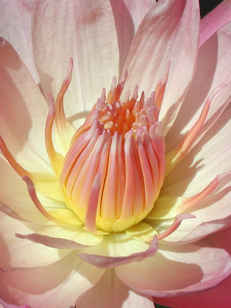 Waterlily 1