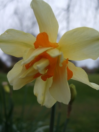 Double Narcissus (Narcissus)