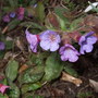 Pulmonaria (Pulmonaria rubra (Lungwort))