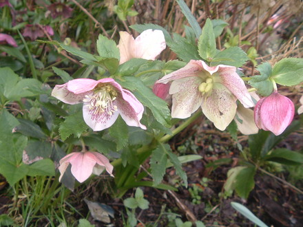 pink helleborus