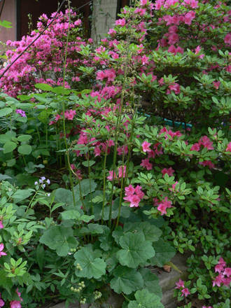 Common Alumroot (Heuchera americana)