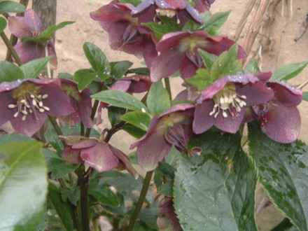 A garden flower photo